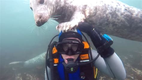  Caryophyllarea! Un affascinante incontro con un animale che danza al ritmo delle correnti