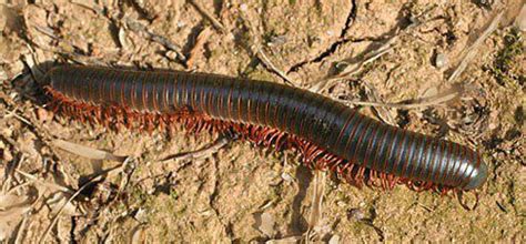  Diplopoda! Uno strano animale con mille zampe che si nasconde nel sottobosco