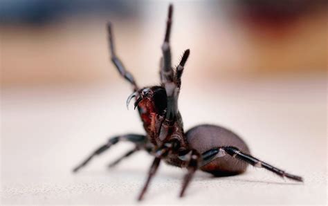  Folded Funnel-Web Spider: Una Creatura Sottomessa alle Vibrazioni del Mondo 