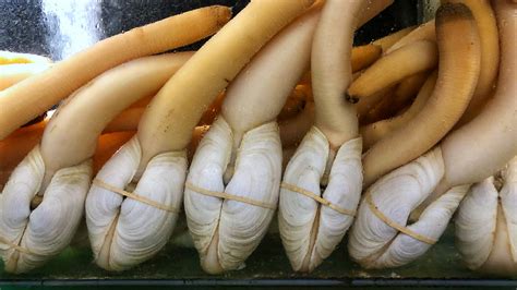  Geoduck! Un mollusco bivalve che scava nelle sabbie profonde e filtra l'acqua come un vero maestro di pulizia.