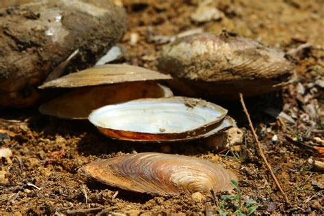  Kok Mussels! A Delightful Creature with Smooth Shells Hiding an Extraordinary Secret