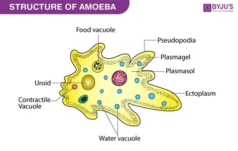 Leptotaxis:  Un'incredibile creatura microscopica che si muove con eleganza grazie ad una pseudopodio e si nutre di batteri, come un minuscolo cuoco gourmet!