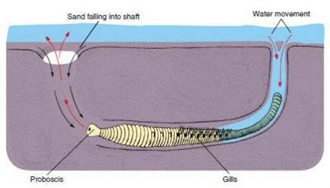  Oceanic Prowler: This Elegant Polychaete Embraces Burrowing and Filter-Feeding with Exquisite Precision!