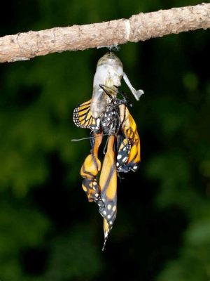  Ophryocystis! Tiny Parasites That Turn Butterflies Into Zombies