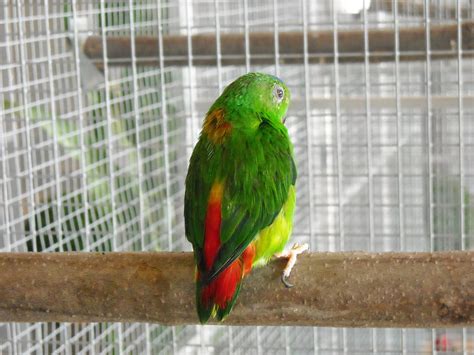  Parrocchetto: Un piccolo uccello colorato che canta melodie sorprendenti!