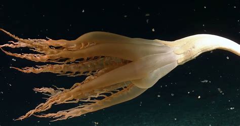  Uncinuleps! Questo Vermo Marino con Tentacoli Luminosi è Una Vera e propria Spettacolare Crea della Profondità