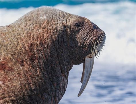  Walrus! Il gigante delle profondità artico con una zanne incredibili e un odore penetrante