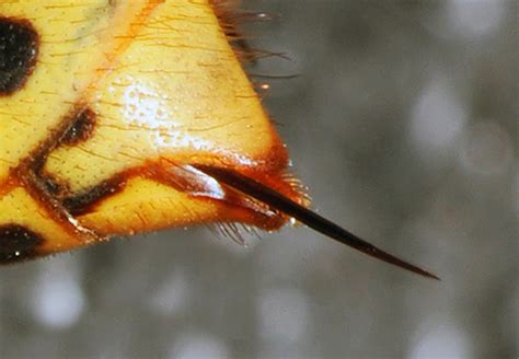  Yellowjacket! Conosci il piccolo predatore dal pungiglione potente e dalle ali trasparenti?