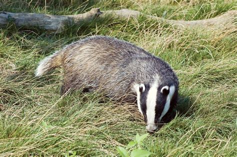  Badger! This Agile Burrow-Dwelling Mammal With a Distinguished Facial Pattern Is a True Night Owl