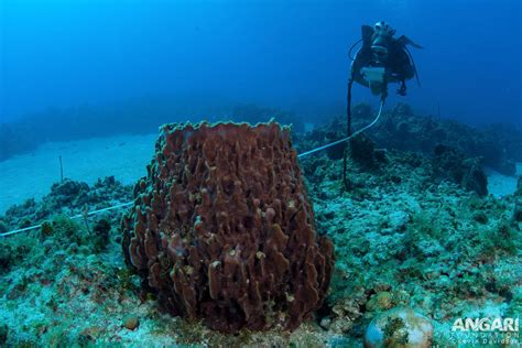  Barrel Sponge: Un maestro dell'acquario che respira con i suoi pori!