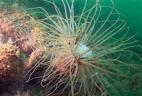  Cerianthus! Un magnifico predatore sessile che fonde l'eleganza della danza con la potenza di un fucile!