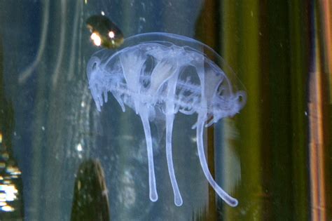 Craspedacusta! An intriguing Hydrozoan pulsating through life's aquatic currents, embodying both beauty and danger in its delicate form.