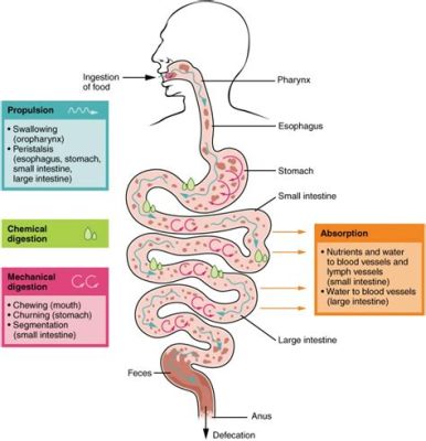  Cryptosporidium: Uno spiacevole ospite intestinale che fa fare capriole al tuo sistema digestivo!