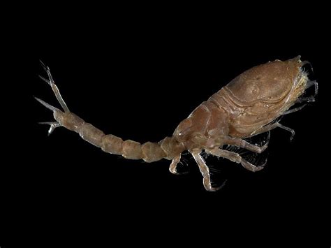  Cumacea: Un piccolo crostaceo che brilla nella sabbia profonda!