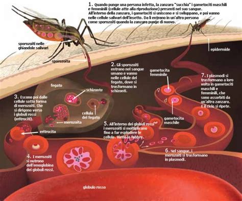 Distoma: Un Parassita Intrappolato nell'Infinito Ciclo del Corpo Ospite!