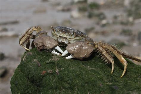 Eriocheir Sinensis:  Discover This Armored Invader With an Unquenchable Thirst for Coastal Habitats!