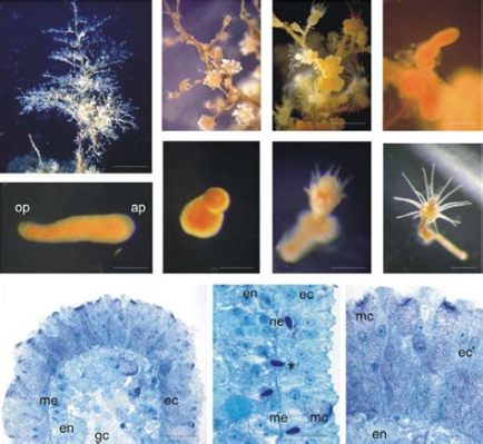 Eudendrium: Un affascinante esempio di colonia che si libra nell'oceano profondo!