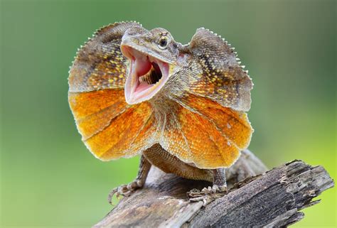  Frill-necked Lizard: An Ancient Reptile That Can Puff Up Its Collar Like a Fashionable Victorian!