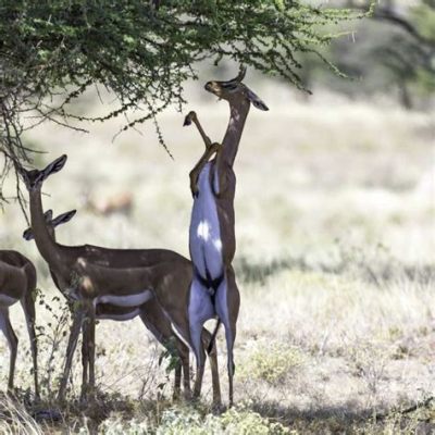  Gerenuk: Un Artiodattilo dalle Zampe Lunghe che Sfiora l'Altissimo dei Rami!