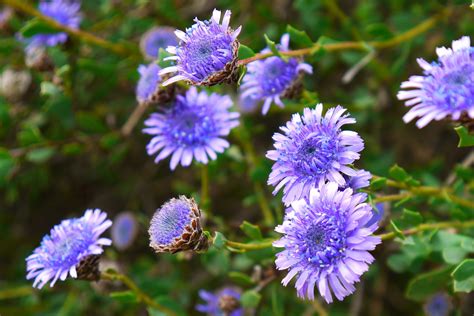  Globularia: Un'esplosione di colore che sconfigge la monotonia marina!