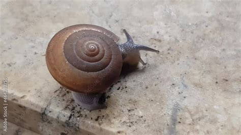  Helix Aspersa: Un Gastropode dalle Vibranti Spirali che Esplorano il Mondo con la Curiosità di un Detective!