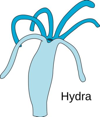  Hydra! Un Animale Incredibilmente Semplice Ma Con Una Capacità Di Riparazione Senza Pari!