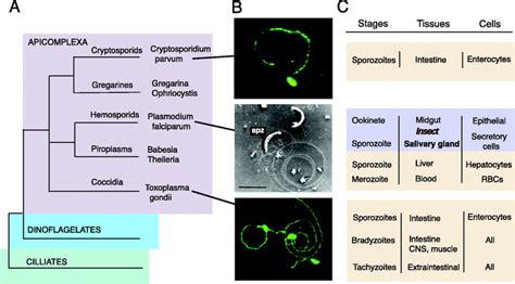  Jsonosporidium! Un Parassita Intracellulare che Trasforma il Destino delle sue Vittime