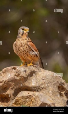 Kestrel! A Bird of Prey With Stunning Plumage That Soars Through the Skies on Keen Eyesight and Powerful Wings