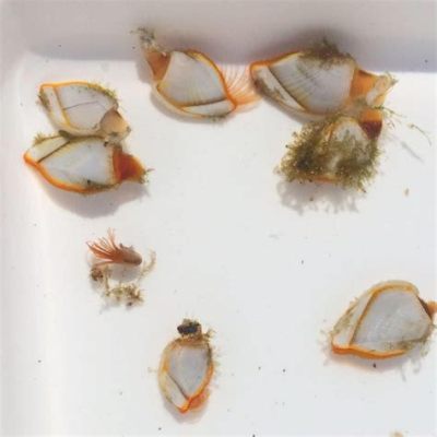  Lepas! Una Crostacea Sessile Che Trasforma Il Mare In Un Giardino Di Conchiglie Viventi