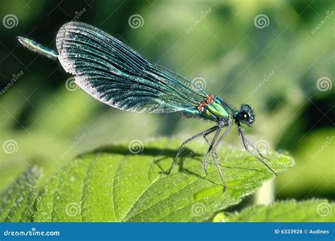  Libellula: Un piccolo drago con ali iridescenti che danza sopra le acque calme!