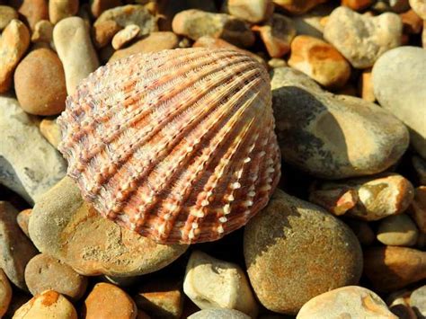  Luce: Un Bivalve dai Colori Iridescent che Vive nei Maredi profondi!