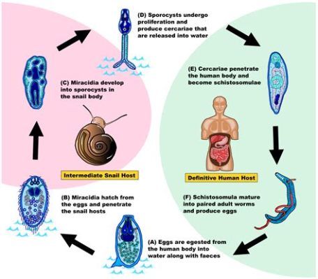  Schistosoma! Un Parassita che Viaggia con l'Acqua e si Nasconde negli Umani