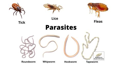 Tegumentari: Un parassita dal fascino insospettabile che si nutre di una varietà di vertebrati per sopravvivere!