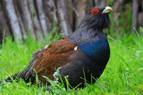  Urogallo! Un uccello dal piumaggio incredibile che ama il canto mattutino e la danza di corteggiamento.