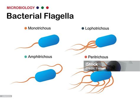  Uroglena: Un microorganismo flagellato che danza nella luce!