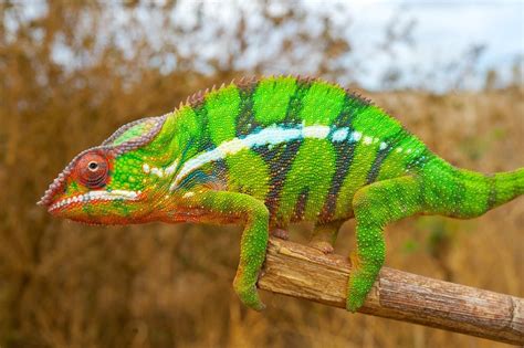  Wall Lizard! Un camaleonte con i piedi rapidi e la capacità di cambiare colore per sfuggire ai predatori