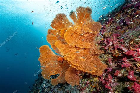  Yellow Gorgonian! Un fantastico gigante di mare dalle mille bocche che pulsa con la vita del reef