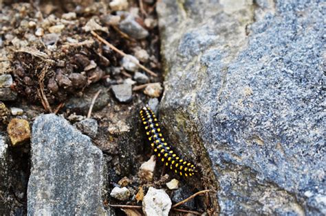  Yellow-Spotted Centipede: Il Maestro Del Camuffamento Sotto Una Luna Stellata!