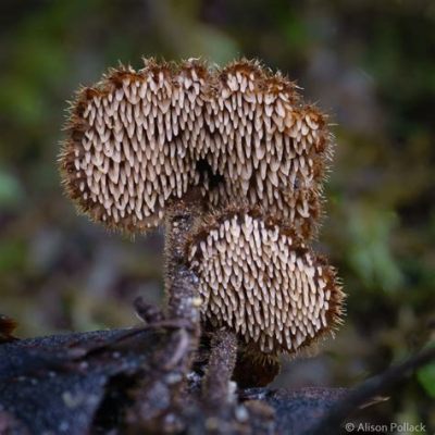  Zoopagomyces  Affiora come una Fantasia di Funghi con un Contatto Soprannaturale con il Mondo Animale